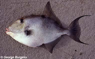 grapy fish|Gray Triggerfish – Discover Fishes .